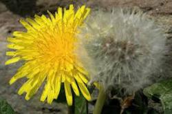 “Plesna haljina žutog maslačka”